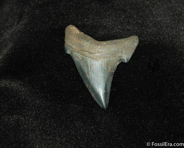 Nicely Serrated Angustiden Shark Tooth Fossil #194